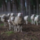 Free Sheep Fotos