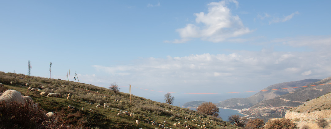 Albanian Sheep and Wool