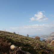 Albanian Sheep and Wool