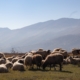 About the Albanian Wool Industry